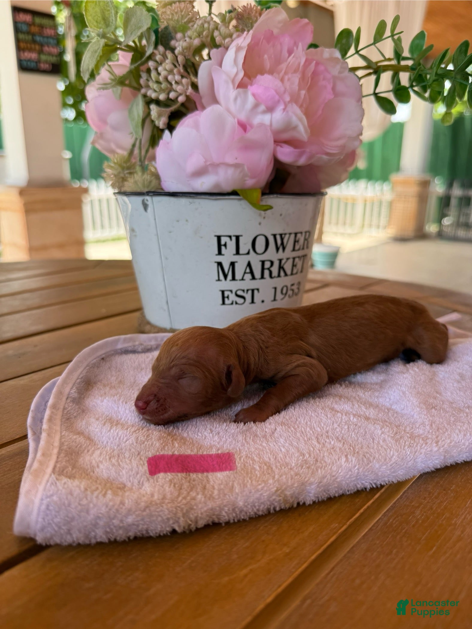 Goldendoodle dogs for sale: Winnie - Ad 1