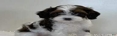 Marshmellow Cavapoo 