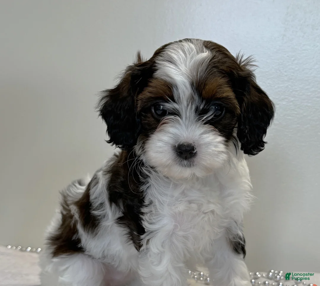 Cavapoo dogs for sale: Marshmellow Cavapoo  - Ad 1