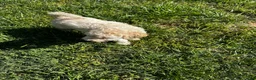 Mixed Breed dogs for sale: Angel  - Ad 9
