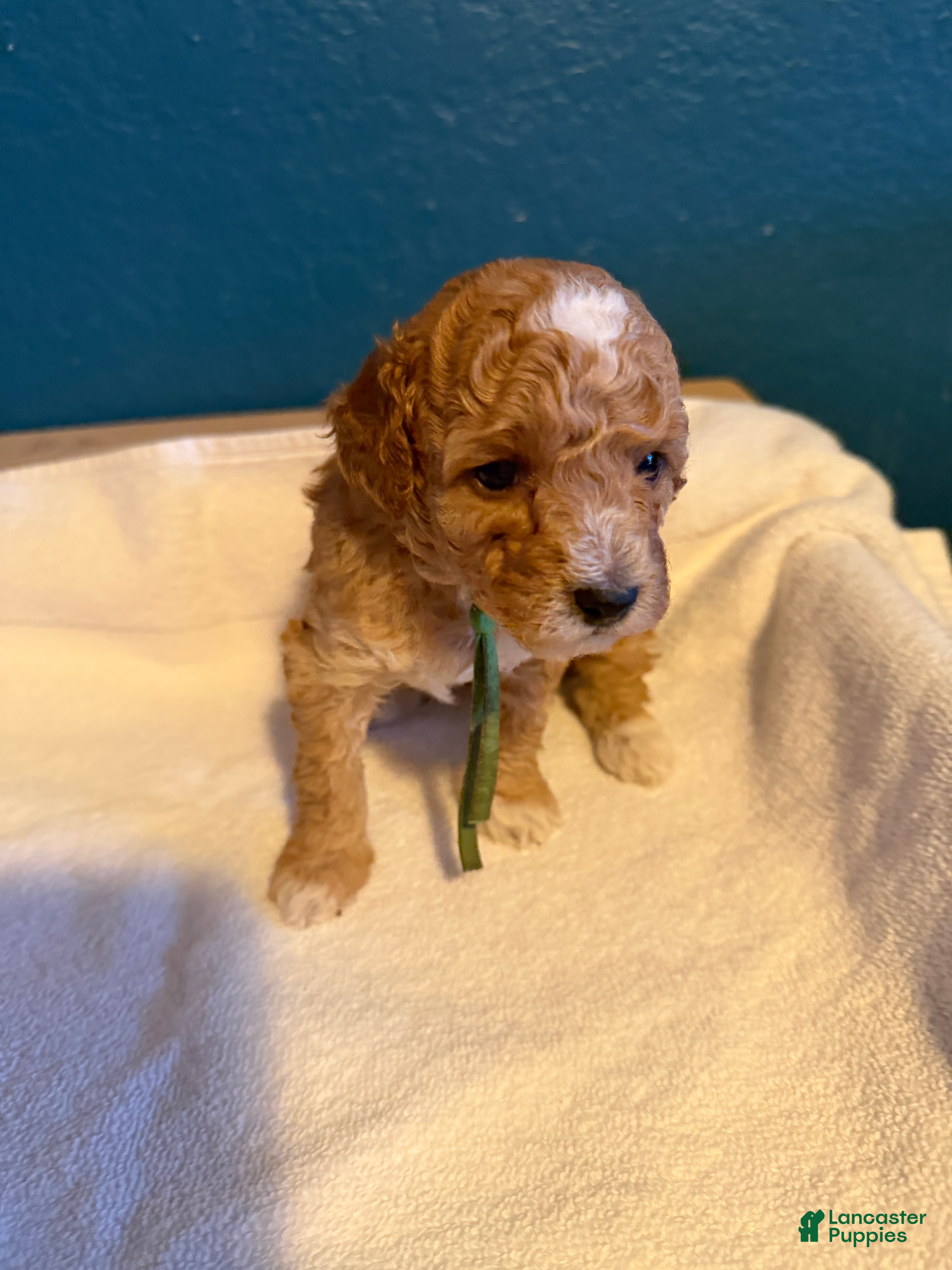 Miniature Poodle dogs AKC Miniature Poodle Puppy Dark Green - Ad 2