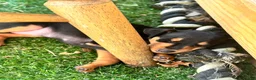 Miniature Pinscher dogs for sale: Miniature Pinscher 1 (plum) - Ad 3
