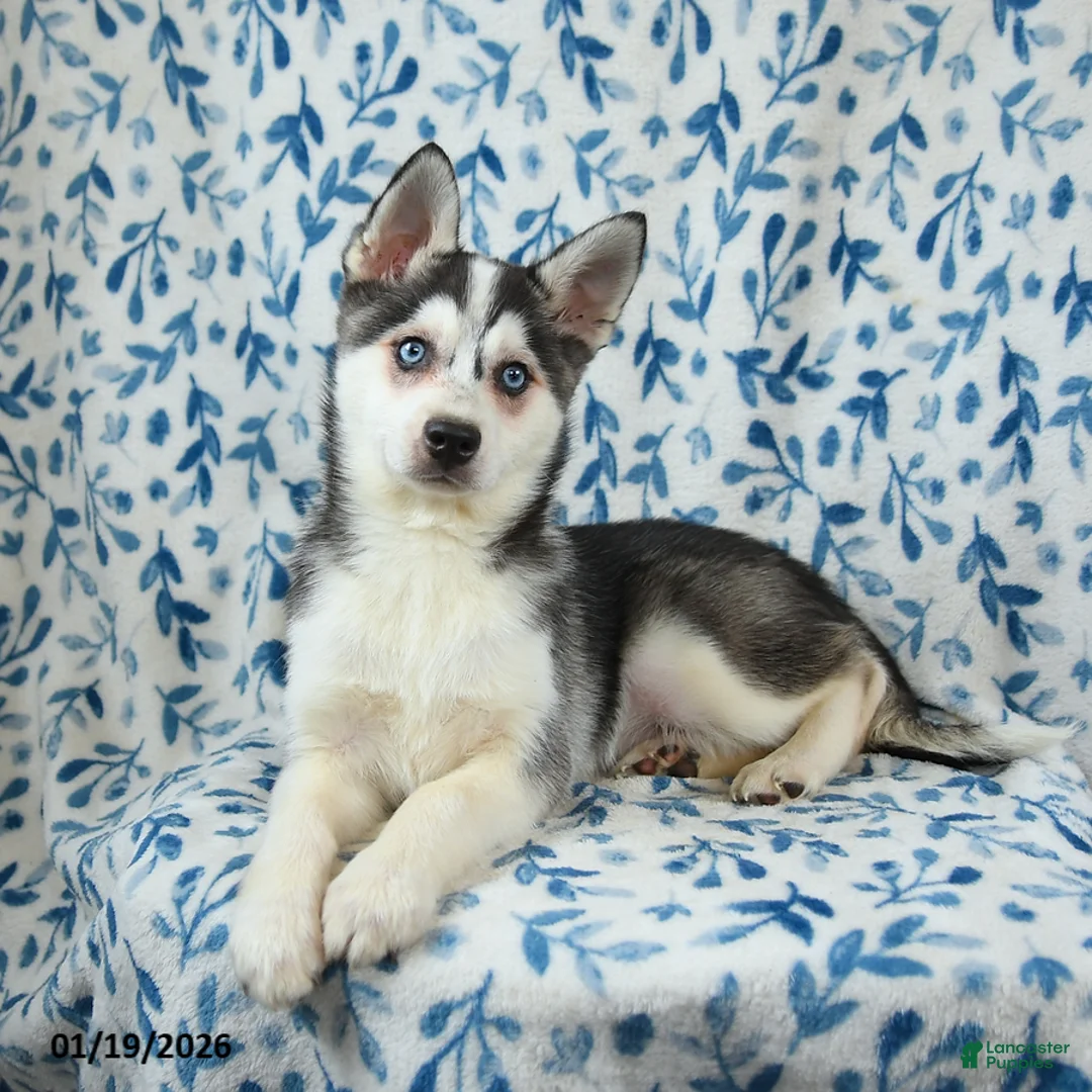 Alaskan Klee Kai dogs for sale: Storm   - Ad 3