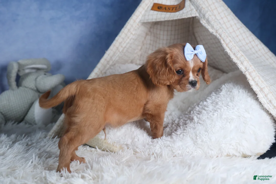Cavalier King Charles Spaniel dogs for sale: Porter - Ad 2