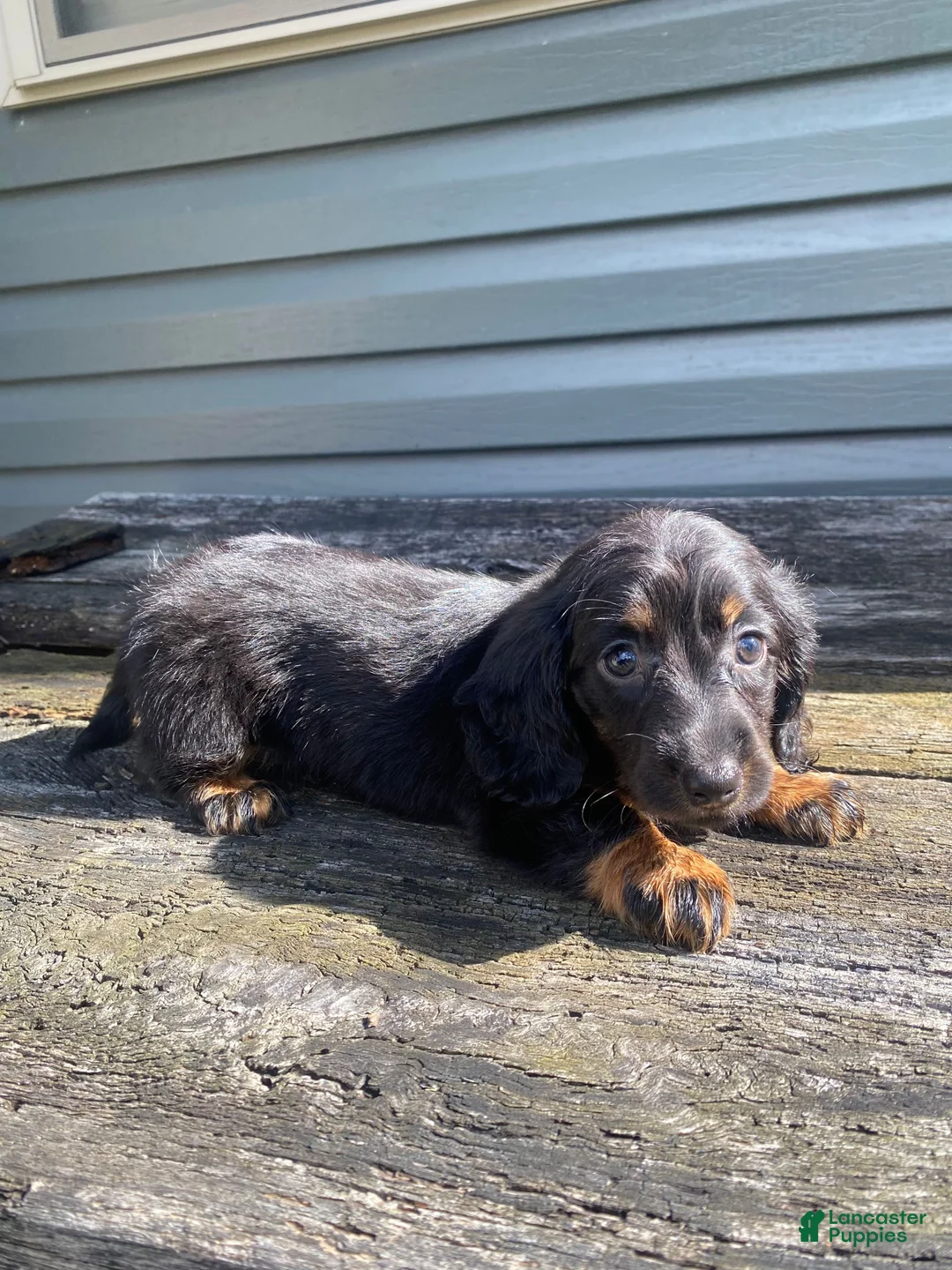 Miniature Dachshund dogs for sale: Maple - Ad 10