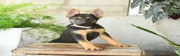 German Shepherd dogs for sale: Nutmeg - Ad 9