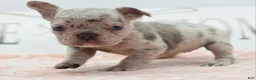 Mixed Breed dogs for sale: Bria merle - Ad 11