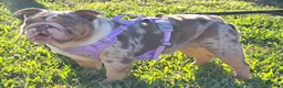 English Bulldog dogs for sale: 🌙🩵Moonpie🩵🌙 - Ad 5