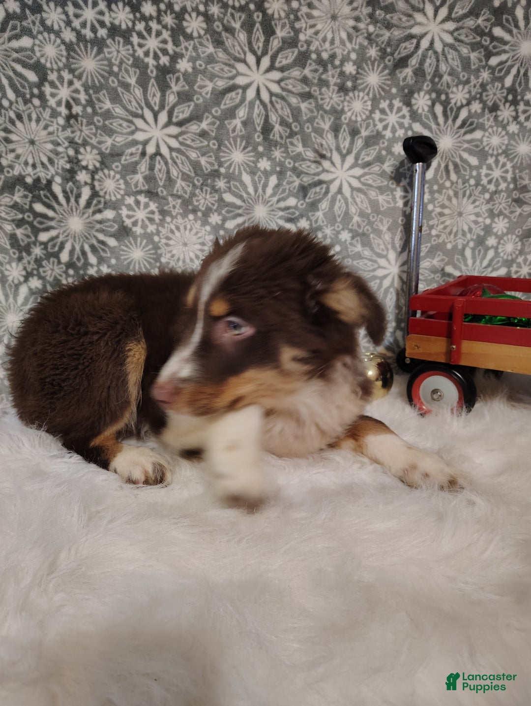 Australian Shepherd dogs for sale: Nutmeg - Ad 4