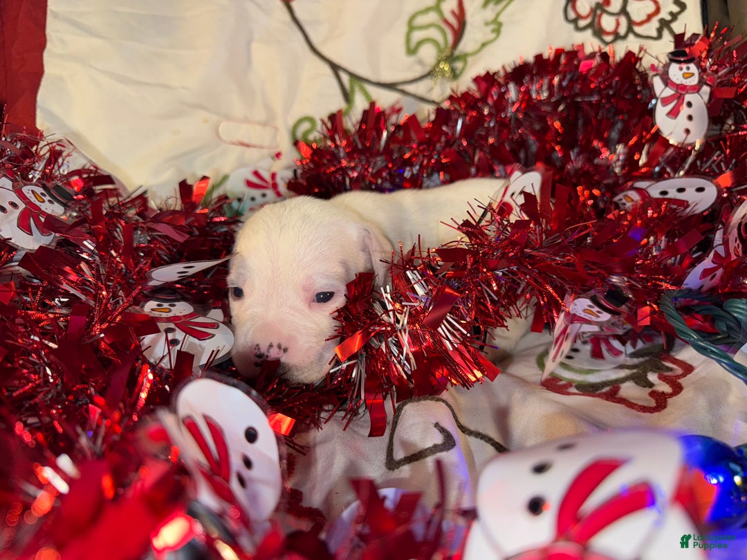 Mixed Breed dogs for sale: Calypso - Ad 11