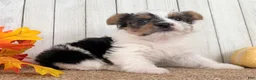 Yorkshire Terrier dogs for sale: Lexie Female AKC Yorkshire Terrier - Ad 9