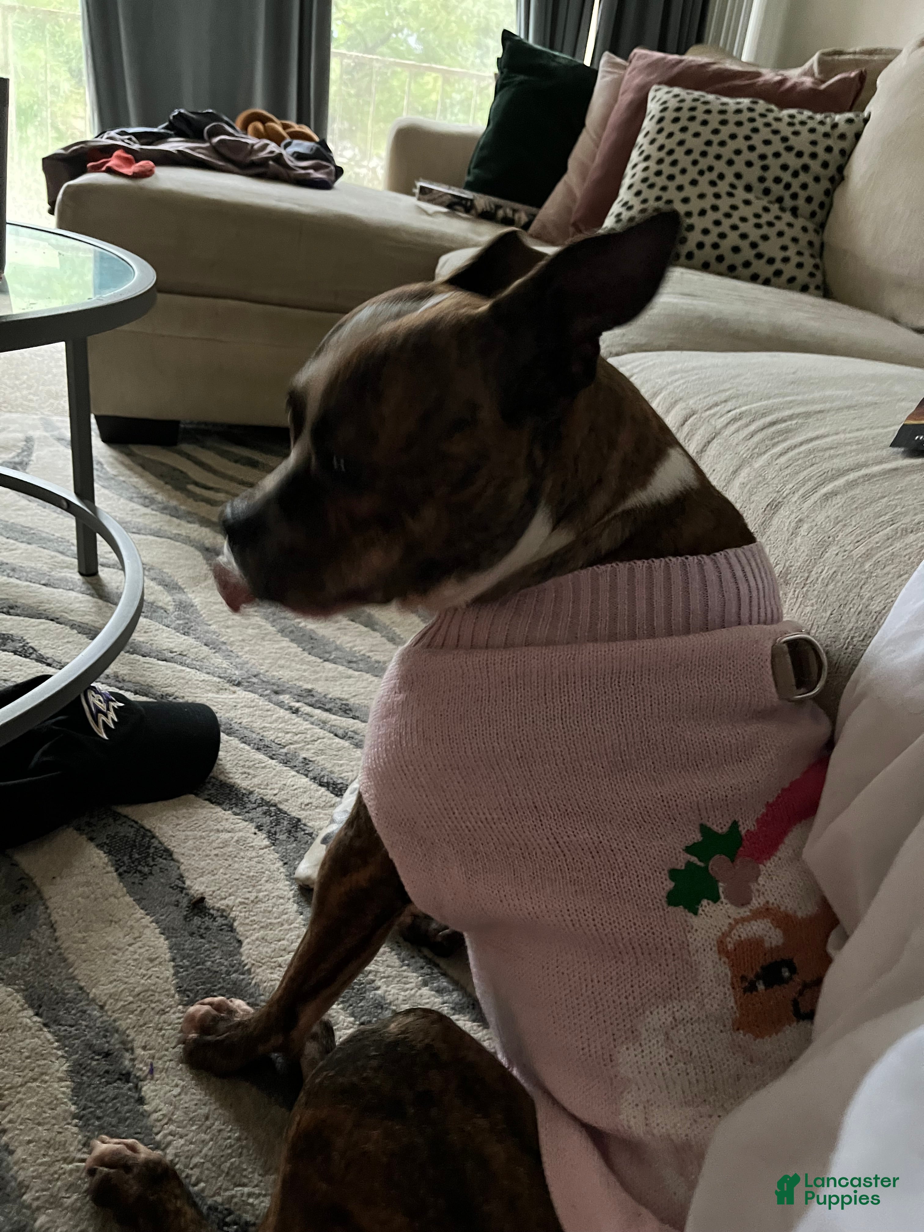 American Pit Bull Terrier dogs American Pit Bull Terrier Puppy 1 - Ad 31