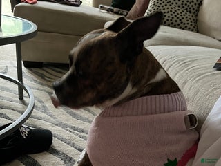 American Pit Bull Terrier dogs American Pit Bull Terrier Puppy 1 - Ad 42