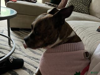 American Pit Bull Terrier dogs American Pit Bull Terrier Puppy 1 - Ad 22