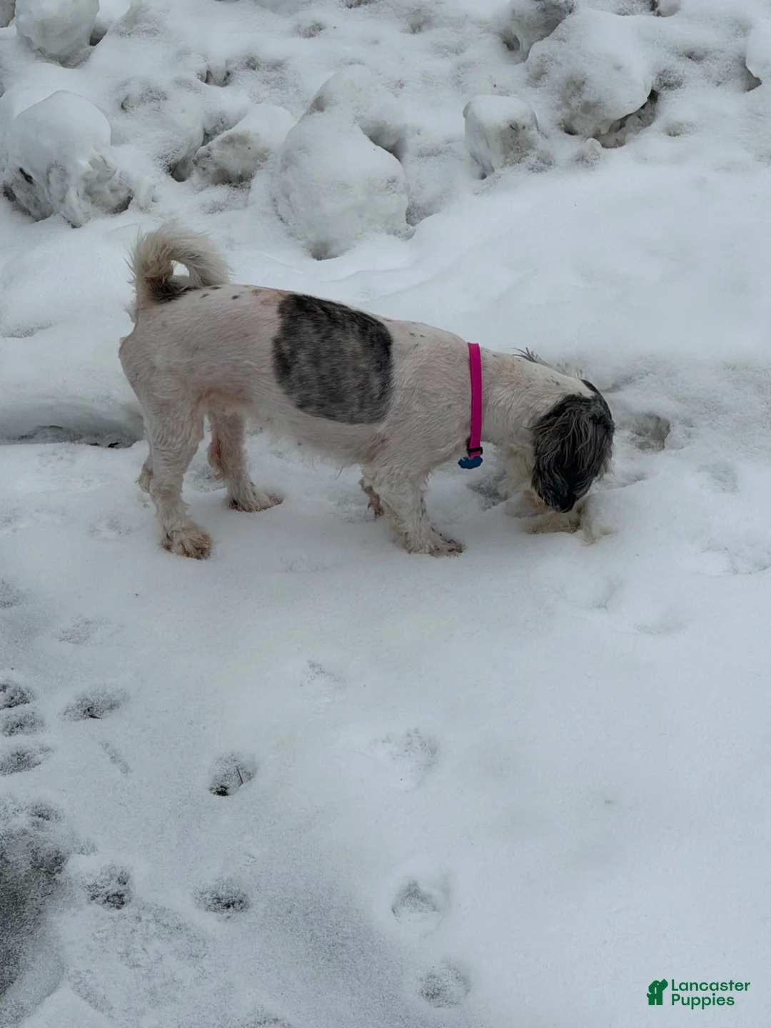 Teddy Bear dogs for sale: Teddy Bear - Tiney - Ad 4