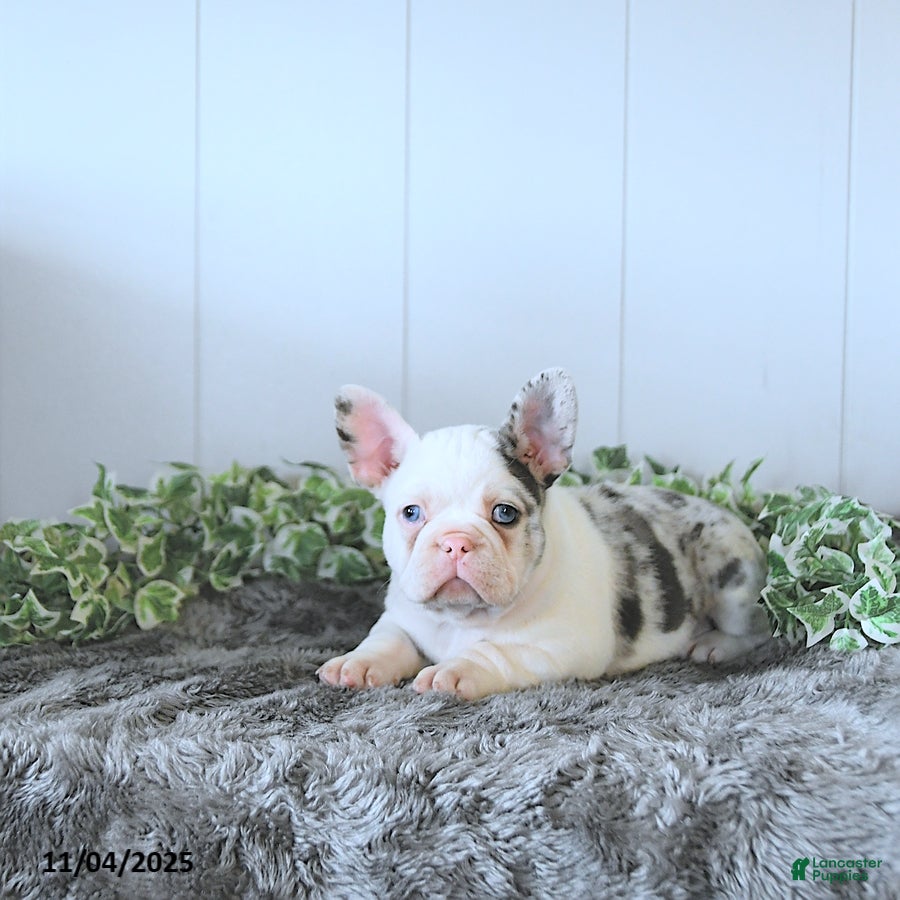 Frug dogs Max - Ad 4