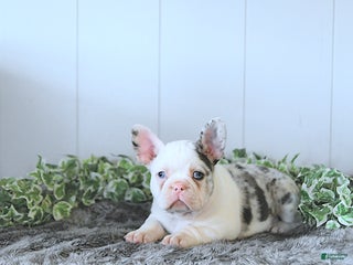 Frug dogs Max - Ad 3