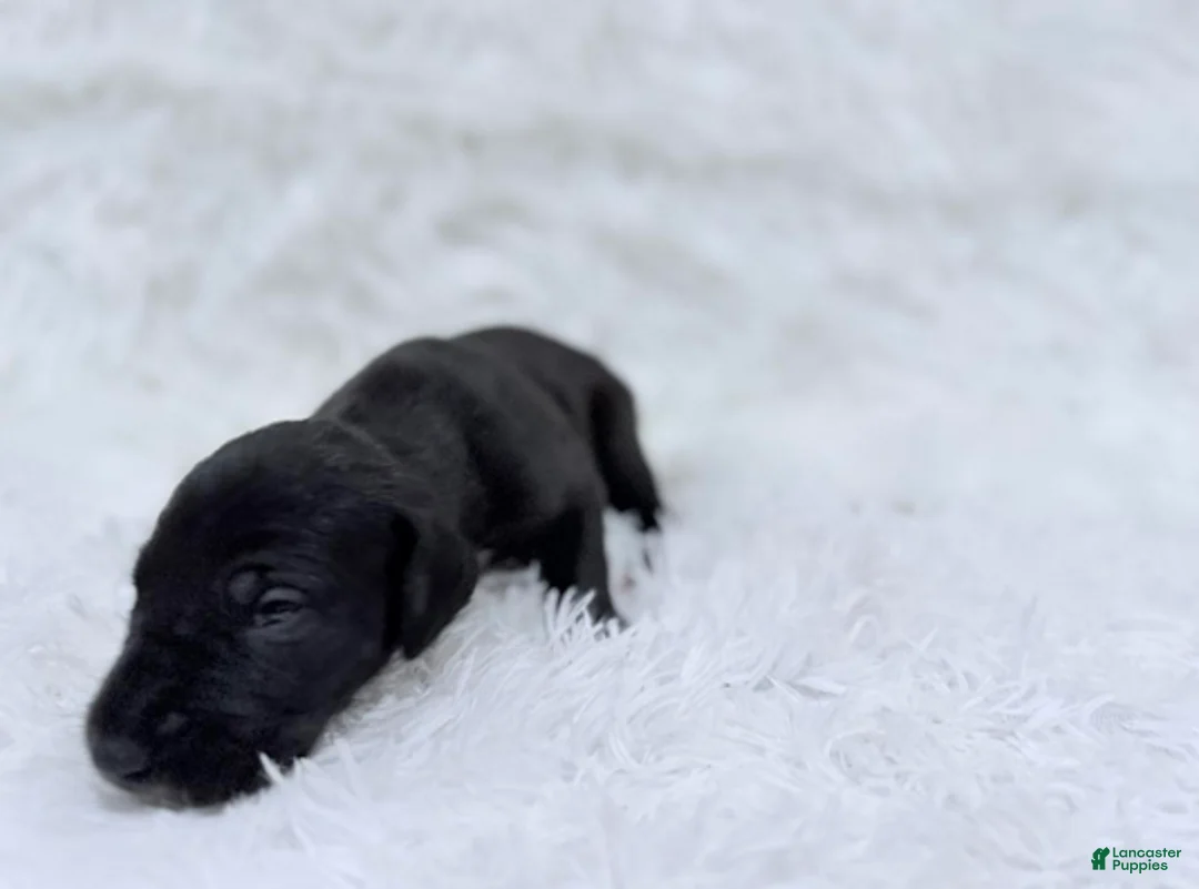 Great Dane dogs for sale: Luna Lovegood - Ad 7