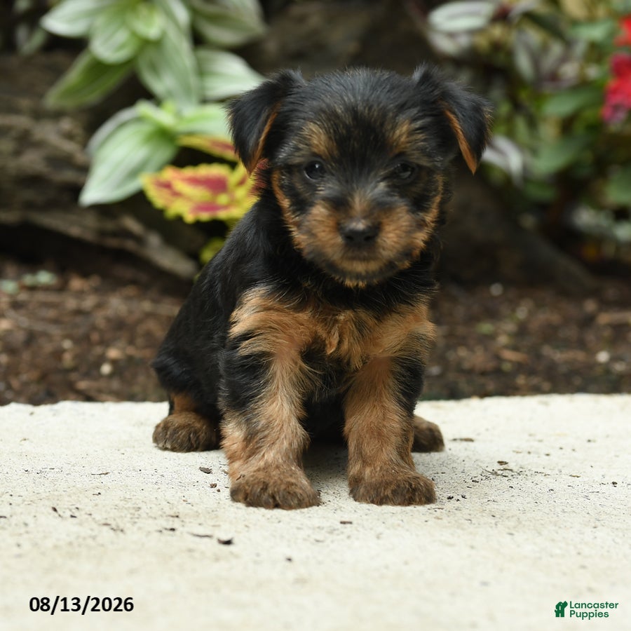 Yorkshire Terrier dogs for sale: Carrie - Ad 3