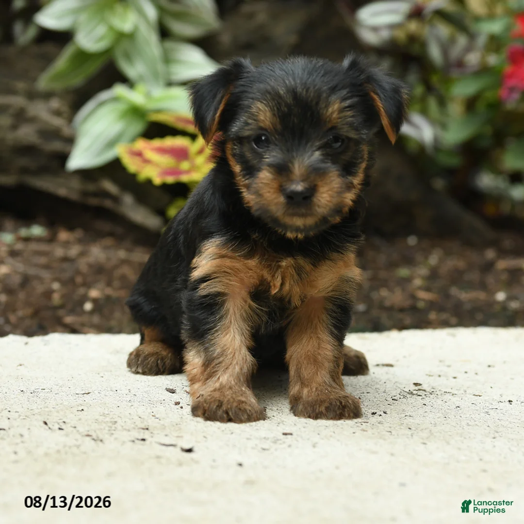 Yorkshire Terrier dogs for sale: Carrie - Ad 1