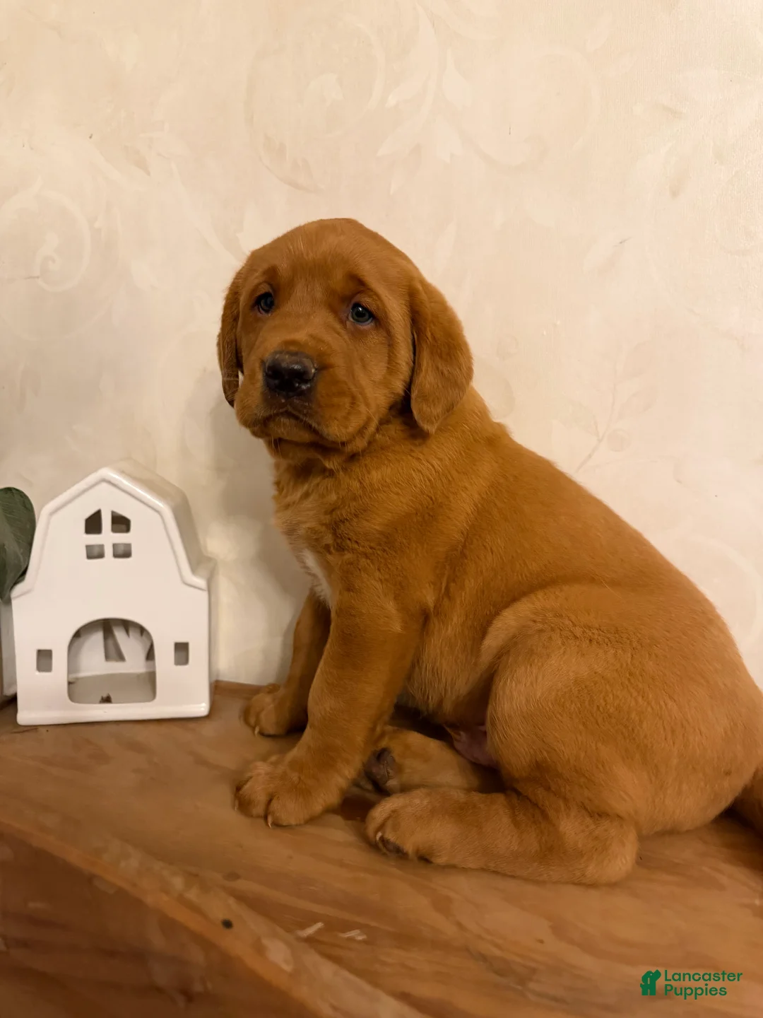 Labrador Retriever dogs for sale: Max - Ad 2