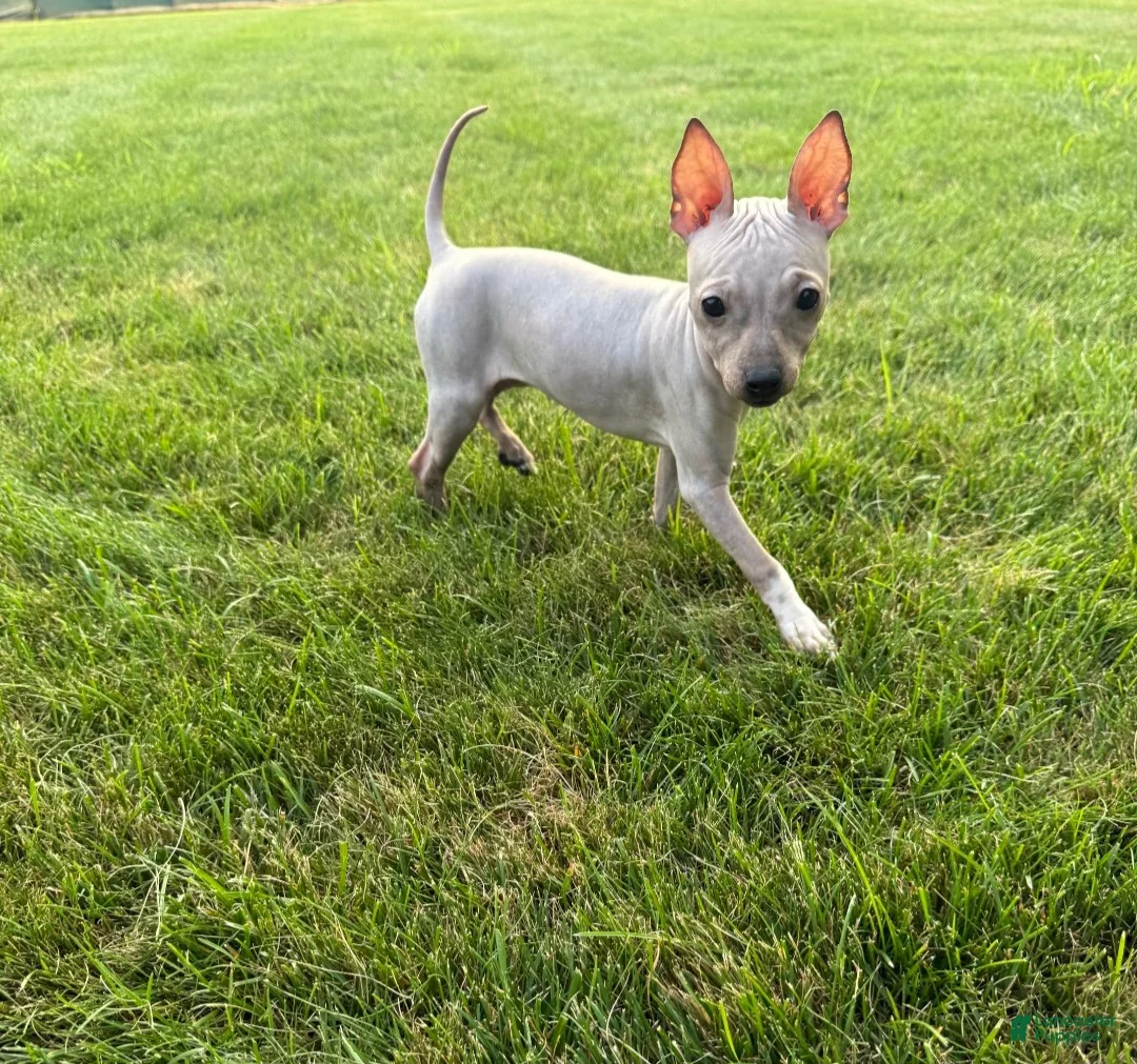 Xoloitzcuintle dogs for sale: Bambi  - Ad 2
