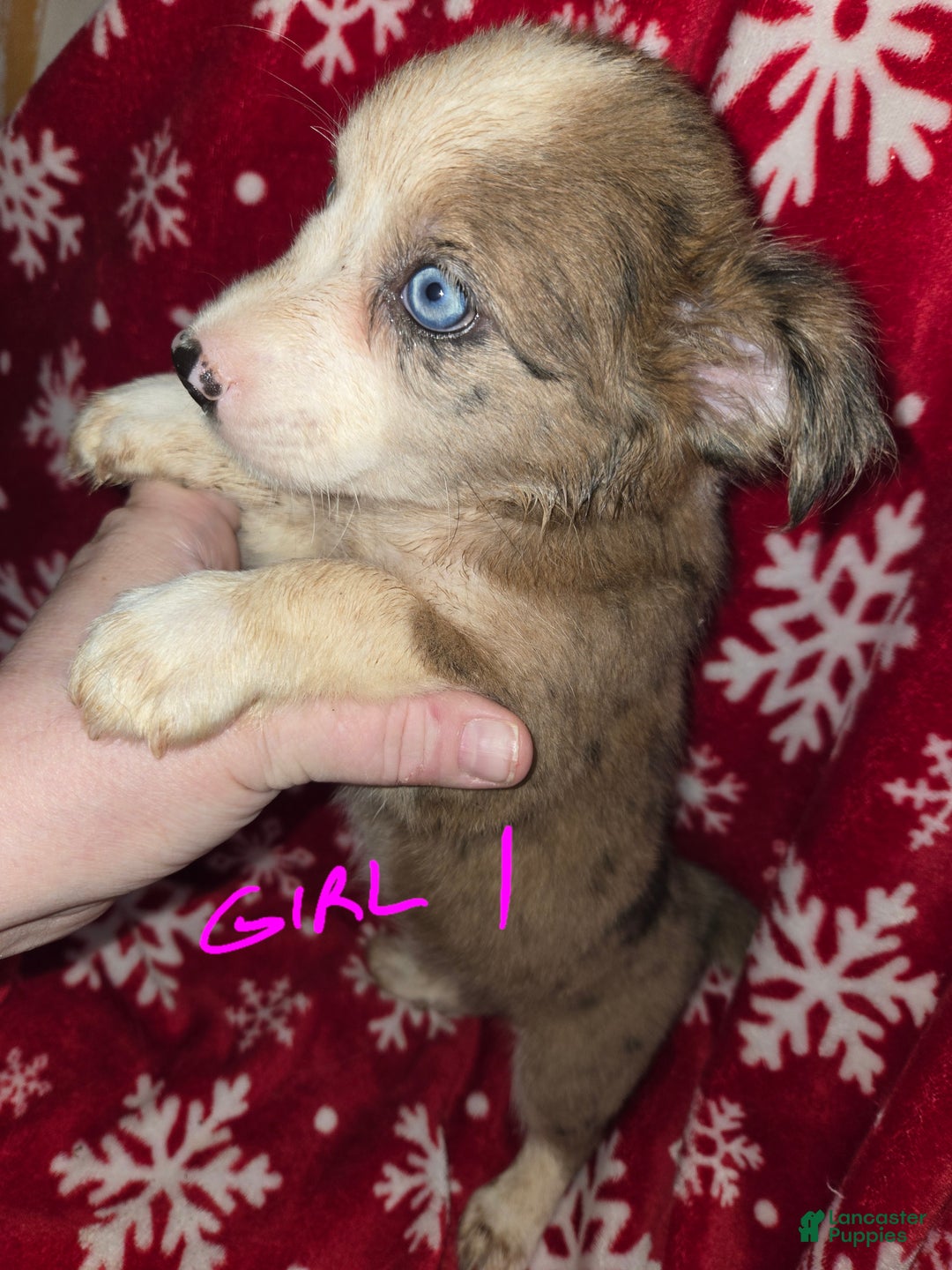 Chihuahua/lab puppies for sale in Montrose Lancaster Puppies