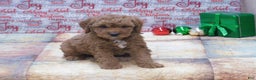Goldendoodle dogs for sale: Mini Rusty - Ad 11
