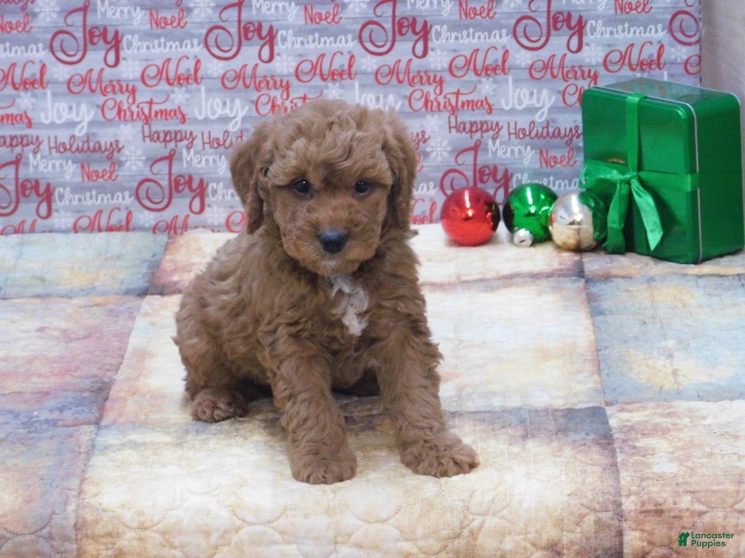 Goldendoodle dogs for sale: Mini Rusty - Ad 11