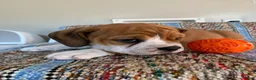 Beabull dogs for sale: Misty - Ad 3