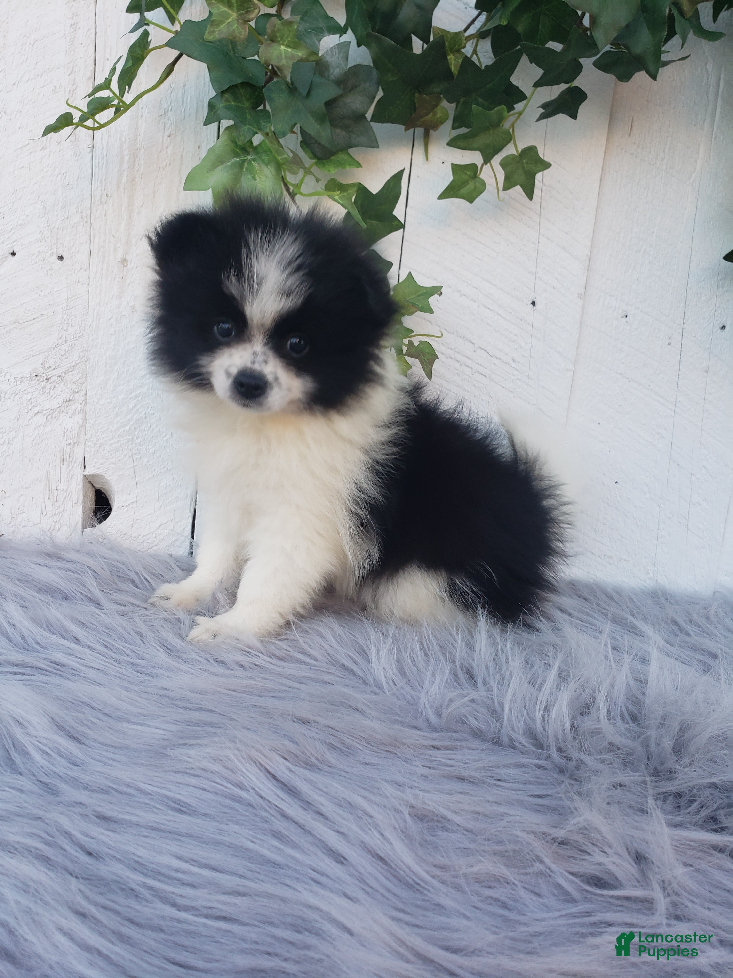 Pomeranian dogs Abby  - Ad 1