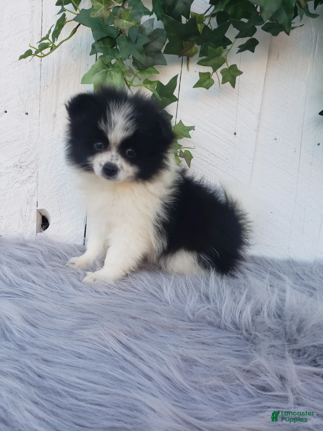 Pomeranian dogs for sale: Abby  - Ad 1