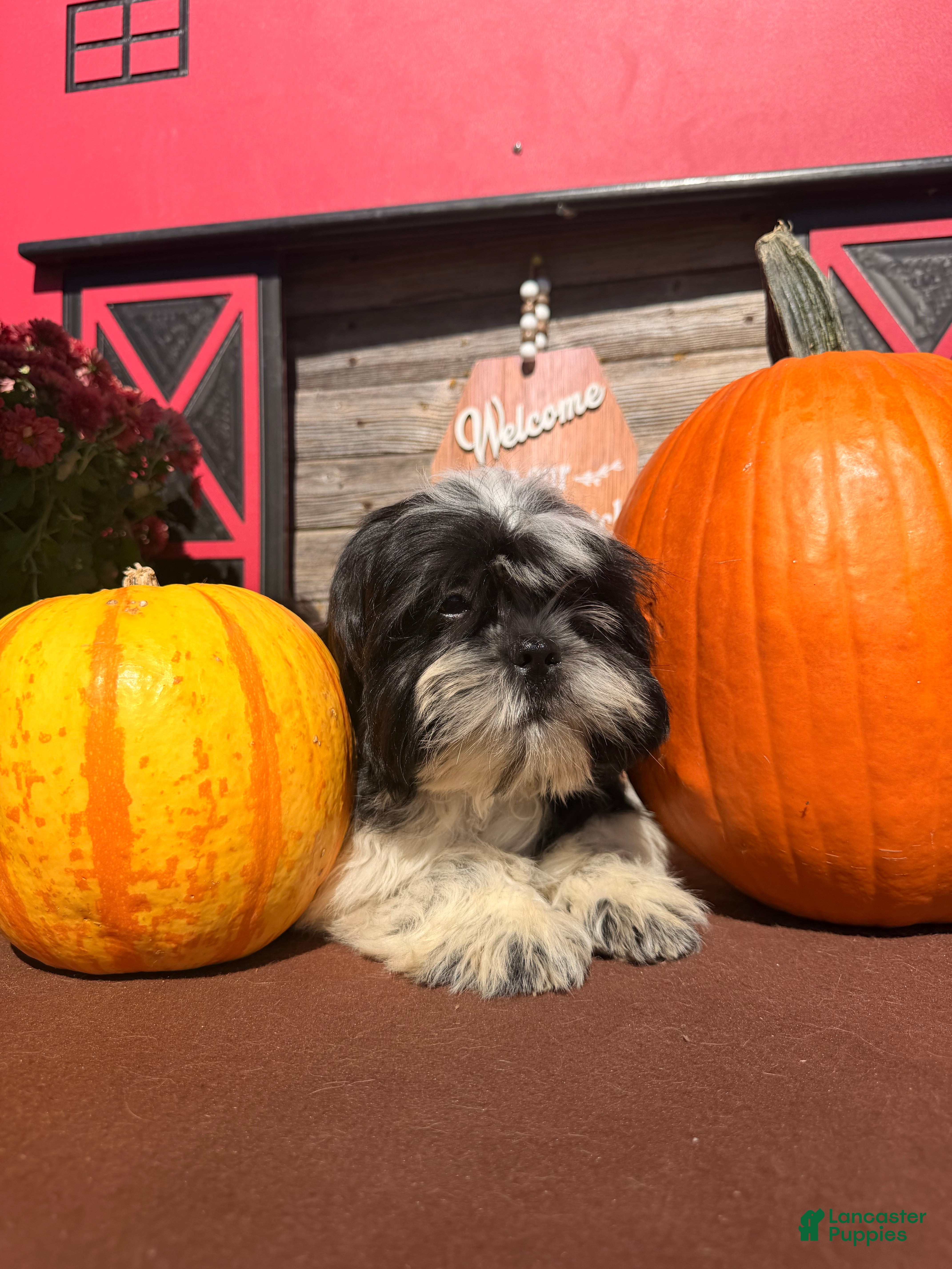 Shih Tzu dogs Shane Shih Tzu  - Ad 2