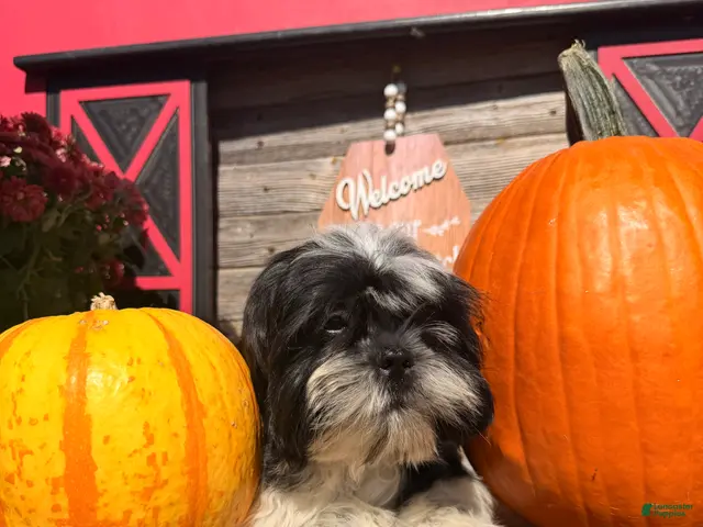 Shih Tzu dogs for sale: Shane Shih Tzu - Ad 2