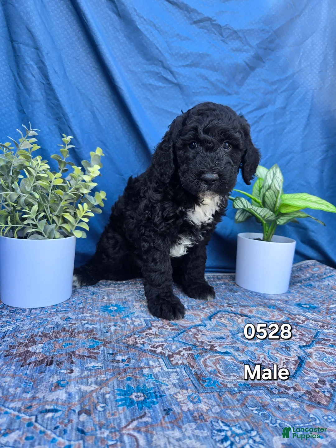 Mini Goldendoodle dogs for sale: Mini Goldendoodle Puppy 1 - Ad 1