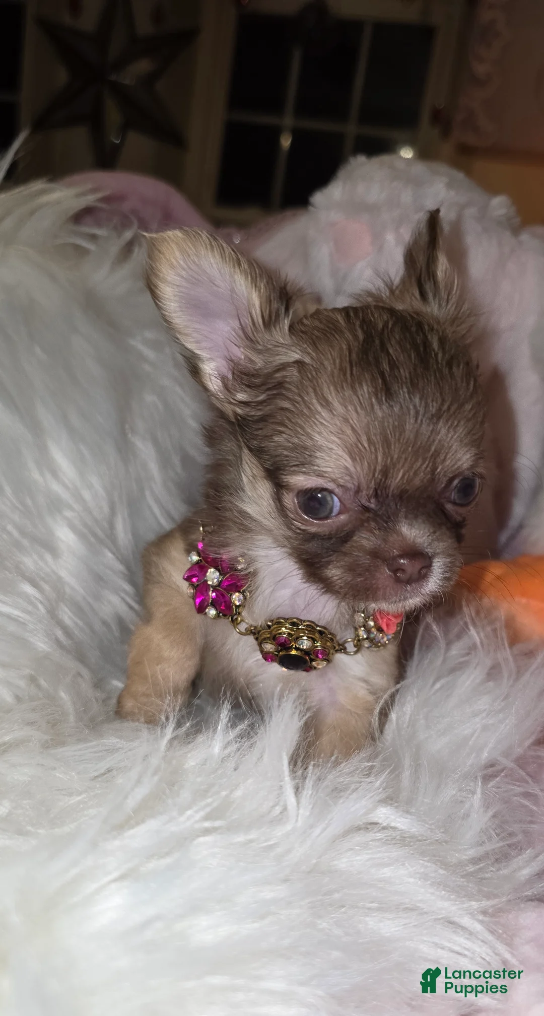 Chihuahua dogs for sale: Kasey - Ad 2