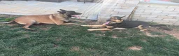 Mixed Breed dogs for sale: Mocha - Ad 5
