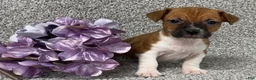 Jack Russell Terrier dogs for sale: Victoria - Ad 3