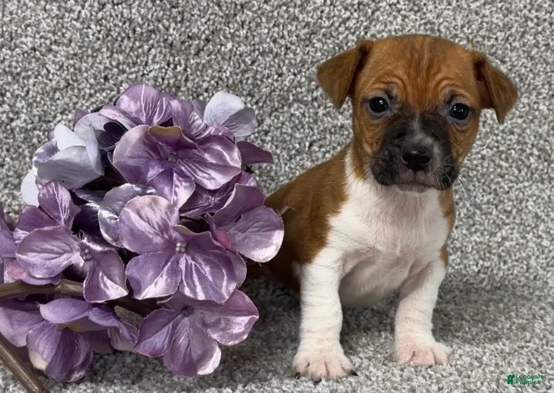 Jack Russell Terrier dogs for sale: Victoria - Ad 3