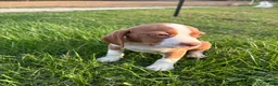 Beagle dogs for sale: Goose - Ad 4