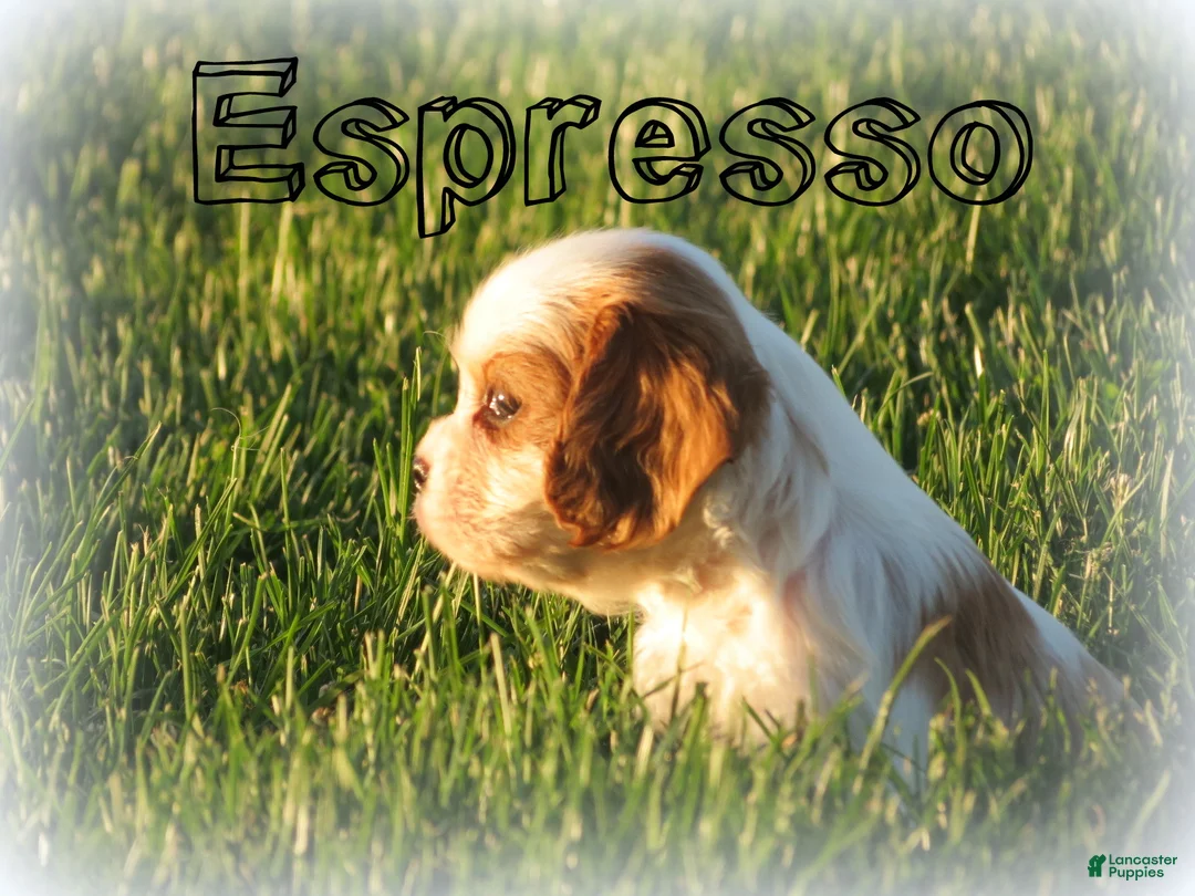 Cavalier King Charles Spaniel dogs for sale: Latte - Ad 18