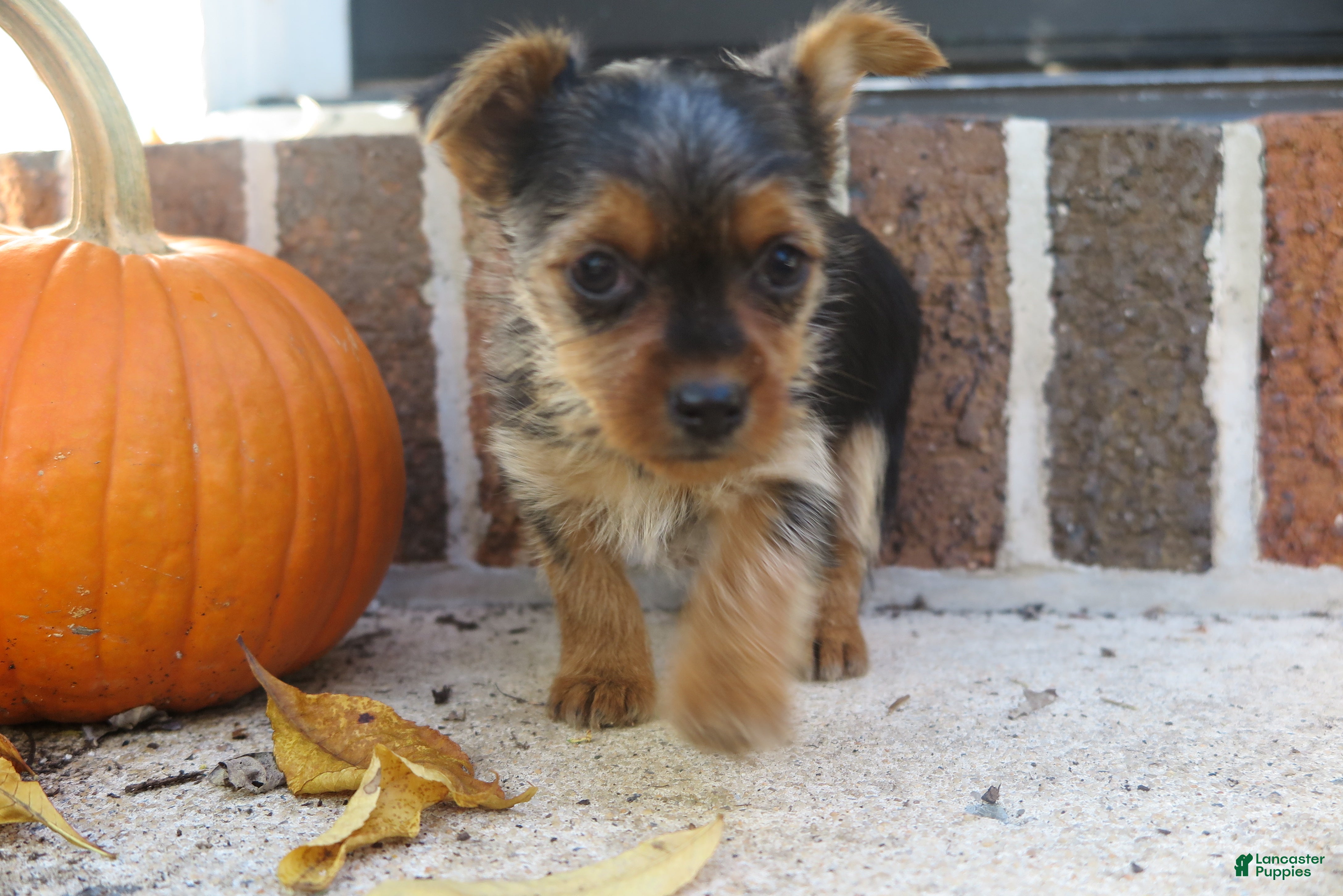 Yorkshire Terrier dogs for sale: Sierra - Ad 2