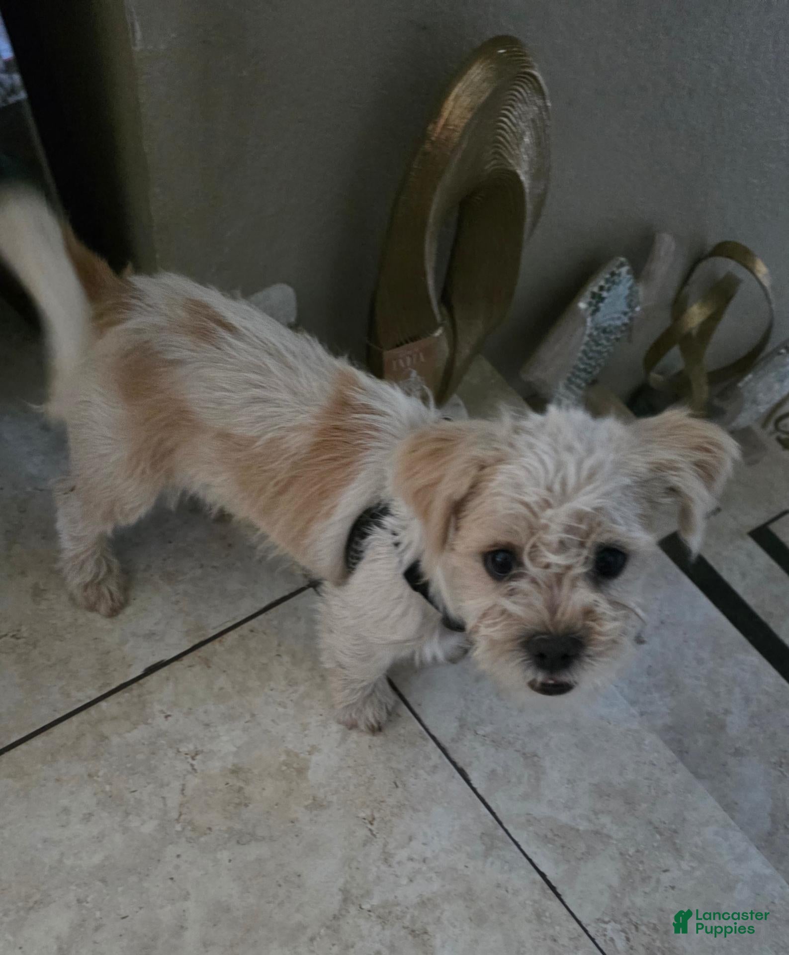 Mixed Breed dogs Puggy - Ad 42