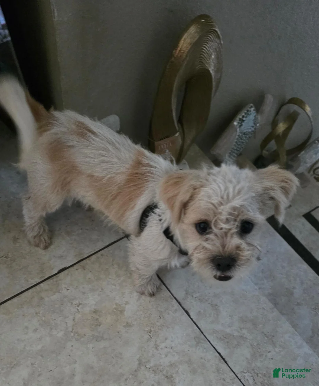 Mixed Breed dogs for sale: Puggy - Ad 1