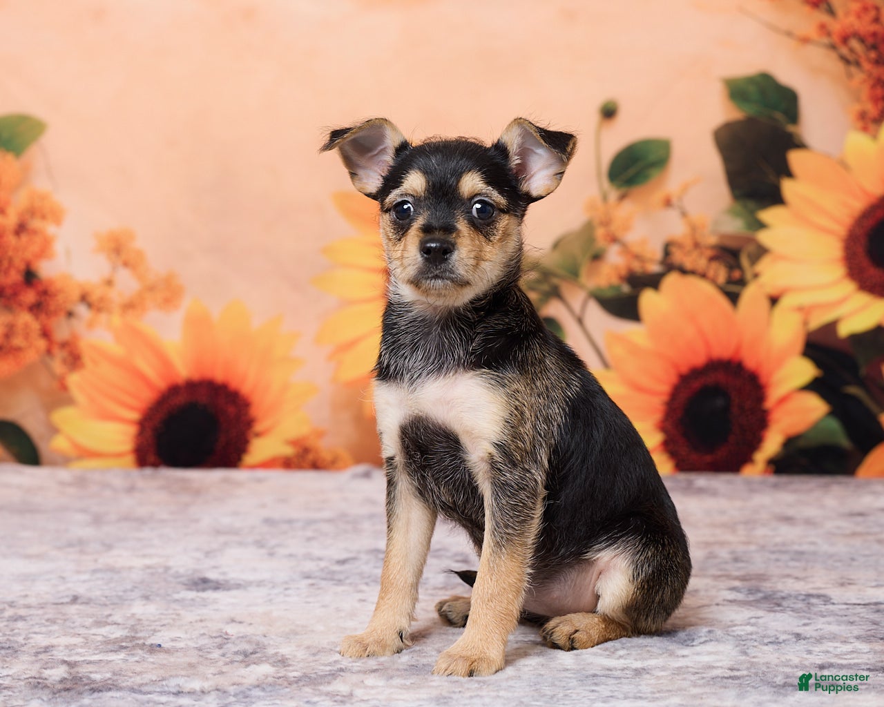 Chihuahua dogs Sally - Ad 2
