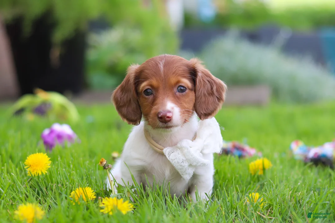 Miniature Dachshund dogs for sale: Poppy - Ad 1