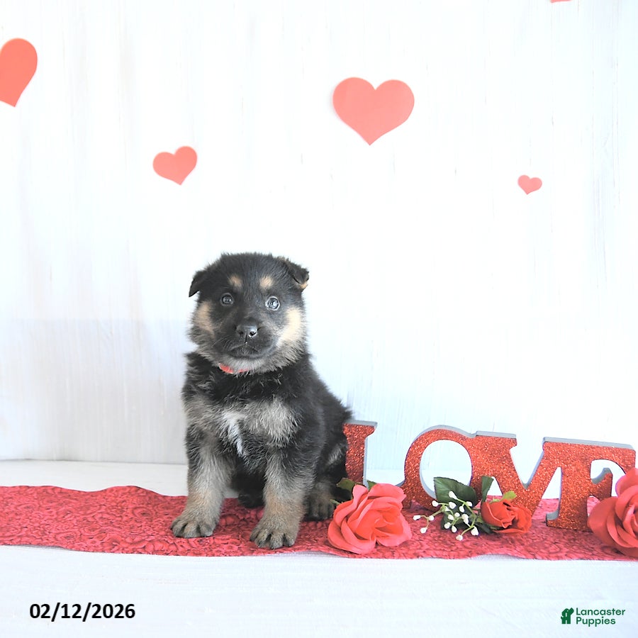 German Shepherd dogs Skipper - Ad 8