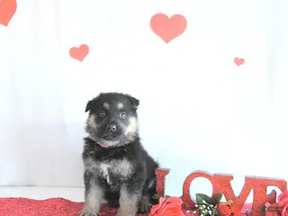 German Shepherd dogs Skipper - Ad 6