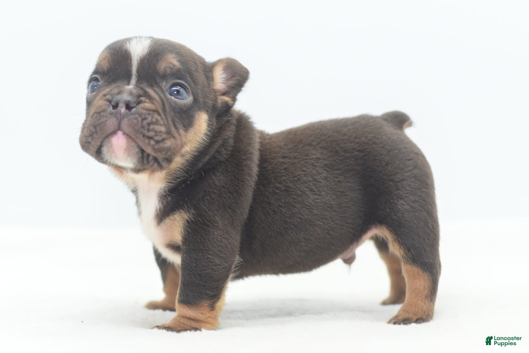 Mixed Breed dogs for sale: Kong micro bully hybrid  - Ad 29