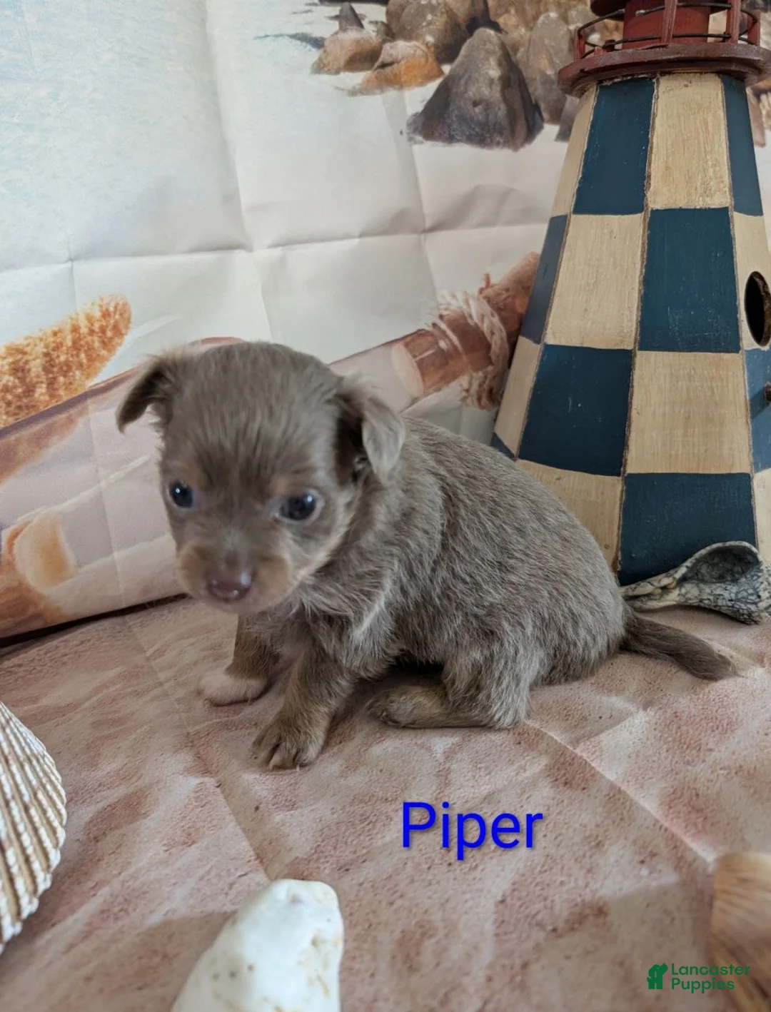 Chihuahua dogs for sale: Piper ACA - Ad 2